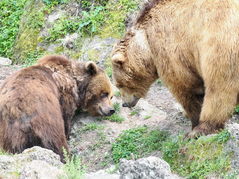 eurasischer Braunbär Paar, sehen einander an | © Zoo Salzburg/Angelika Köppl