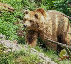 eurasischer Braunbär wandert herum | © Zoo Salzburg/Angelika Köppl