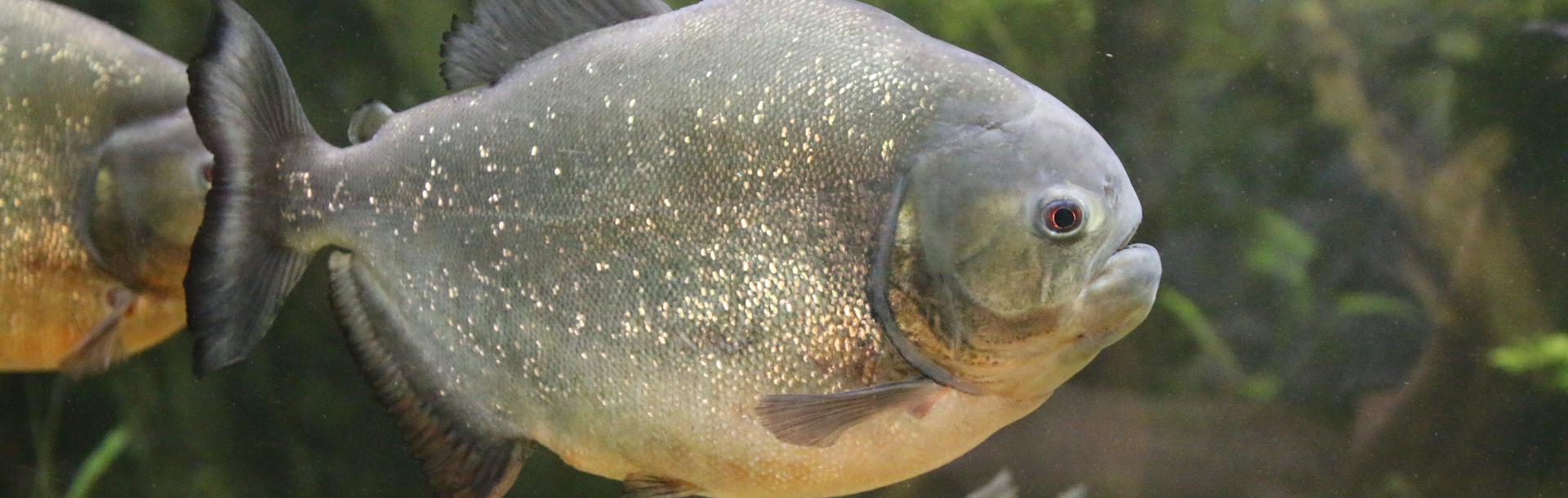 Roter Piranha im Profil schwimmend im Aquarium | © Zoo Salzburg / Angelika Köppl