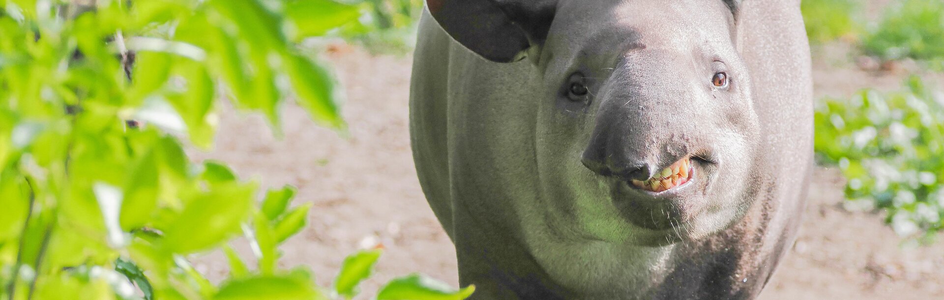 Flachlandtapir schüttelt sich ab | © Zoo Salzburg / Angelika Köppl