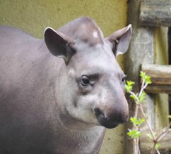 Flachlandtapir im Portrait | © Zoo Salzburg/Angelika Köppl