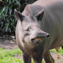 Flachlandtapir streckt seinen Rüssel aus | © Zoo Salzburg/Angelika Köppl