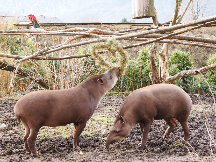 zwei Flachlandtapire fressen ein Herz aus Heu | © Zoo Salzburg/Angelika Köppl