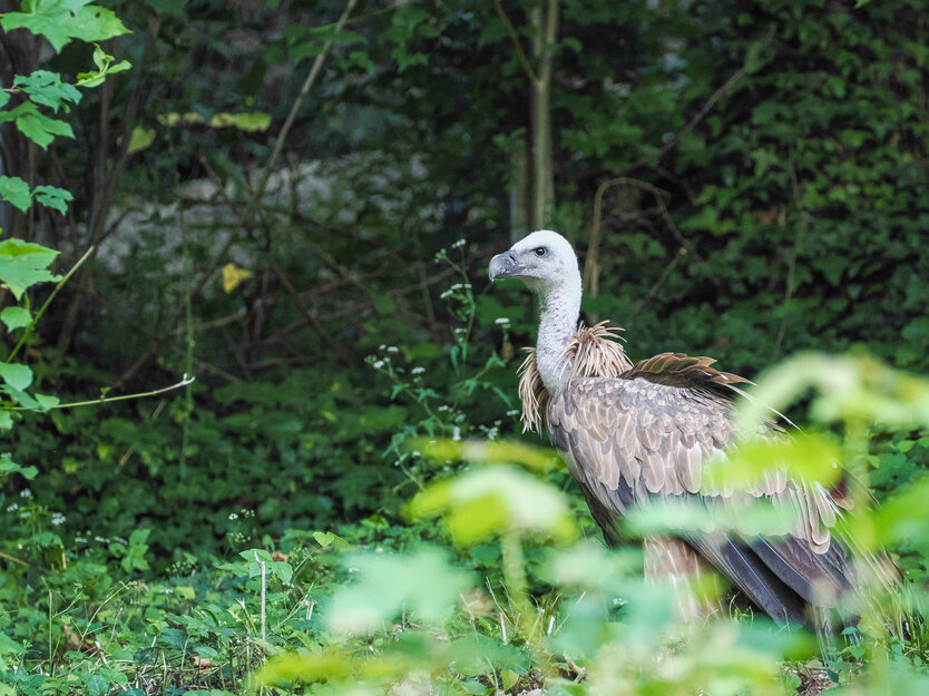 Gänsegeier sitzt im Grünen | © Zoo Salzburg/Angelika Köppl