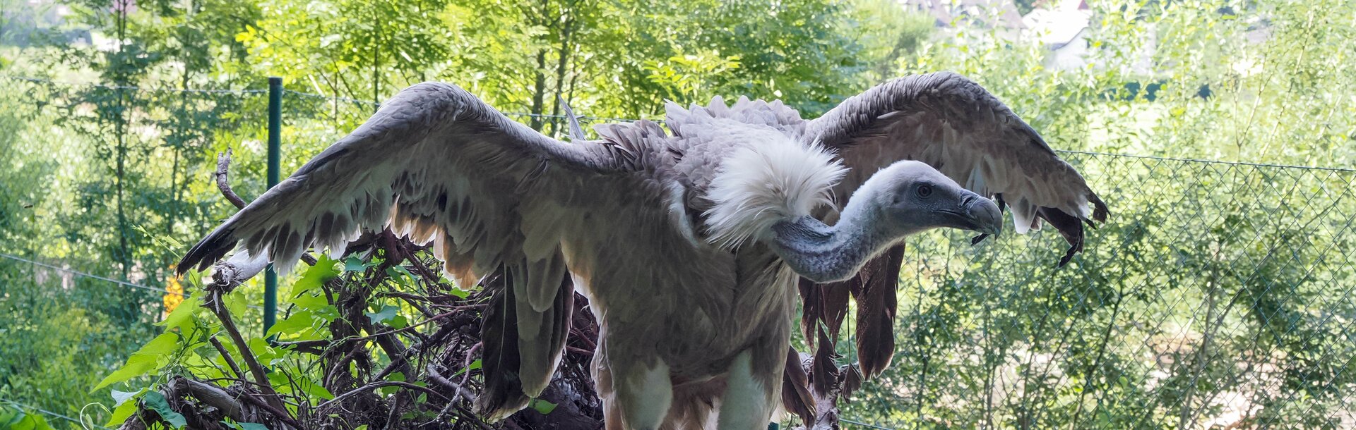 Gänsegeier sitzt auf Wurzel | © Angelika Köppl