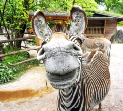 Schnauze von einem Grevyzebra | © Zoo Salzburg/Angelika Köppl