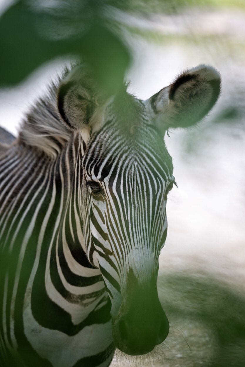 Grevy Zebra Stute Fiamma  | © Kerstin Joensson