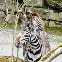 Grevy Zebra steht hinter einer Wurzel | © Zoo Salzburg/Angelika Köppl