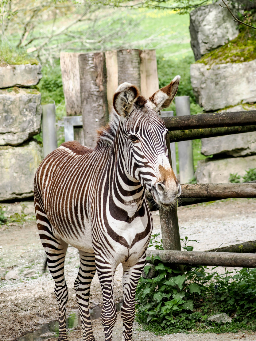 Grevy Zebra steht auf seiner Anlage | © Zoo Salzburg/Angelika Köppl