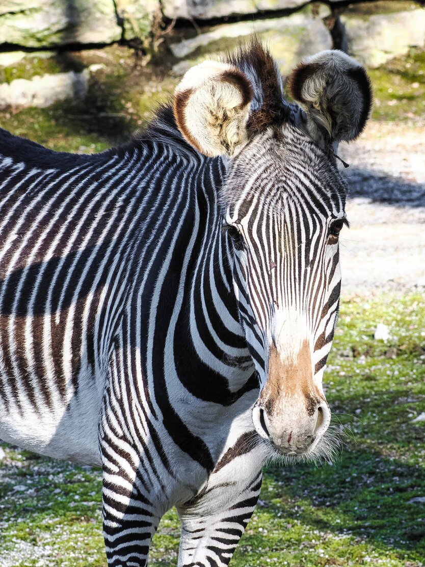 Grevy Zebra im Portrait | © Zoo Salzburg/Angelika Köppl