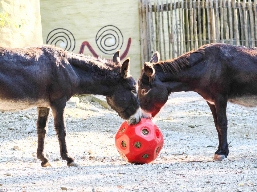 Enrichment im Afrikadorf mit Hausesel und Burenziegen | © Zoo Salzburg / Angelika Köppl