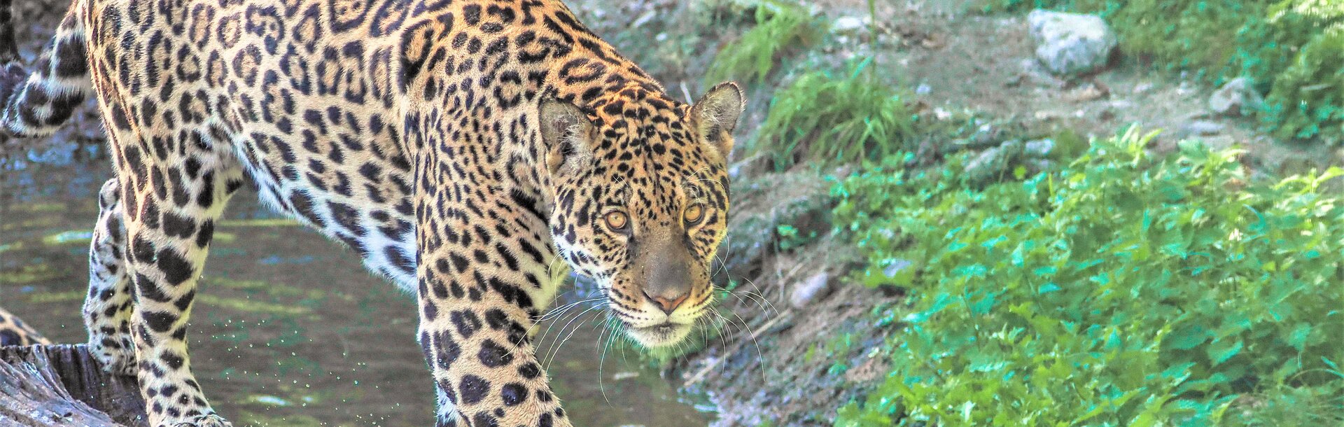 Jaguar geht über einen Baumstamm | © Zoo Salzburg/Angelika Köppl