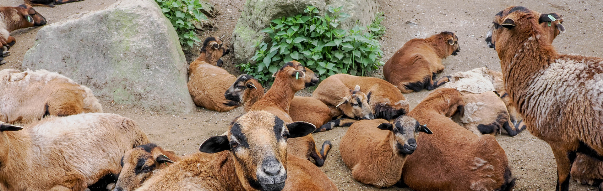 Gruppe von Kamerunschafen | © Zoo Salzburg / Angelika Köppl