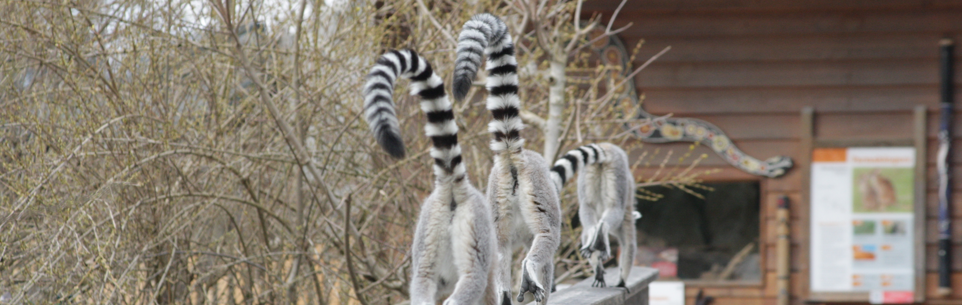 Kattas laufen auf Brückengeländer | © Zoo Salzburg