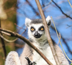 Katta frontal im Portrait | © Zoo Salzburg/Angelika Köppl