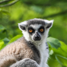 Katta sitzt auf einer Hängematte aus Seilen | © Zoo Salzburg/Angelika Köppl