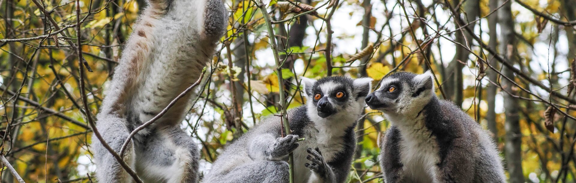 eine Gruppe Kattas sitzt im herbstlichen Gebüsch | © Zoo Salzburg/Angelika Köppl