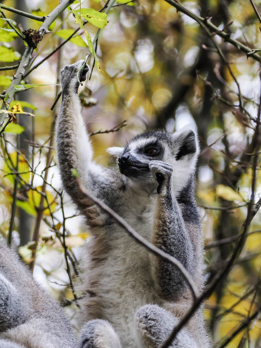 Katta greit nach einem Ast | © Zoo Salzburg/Angelika Köppl