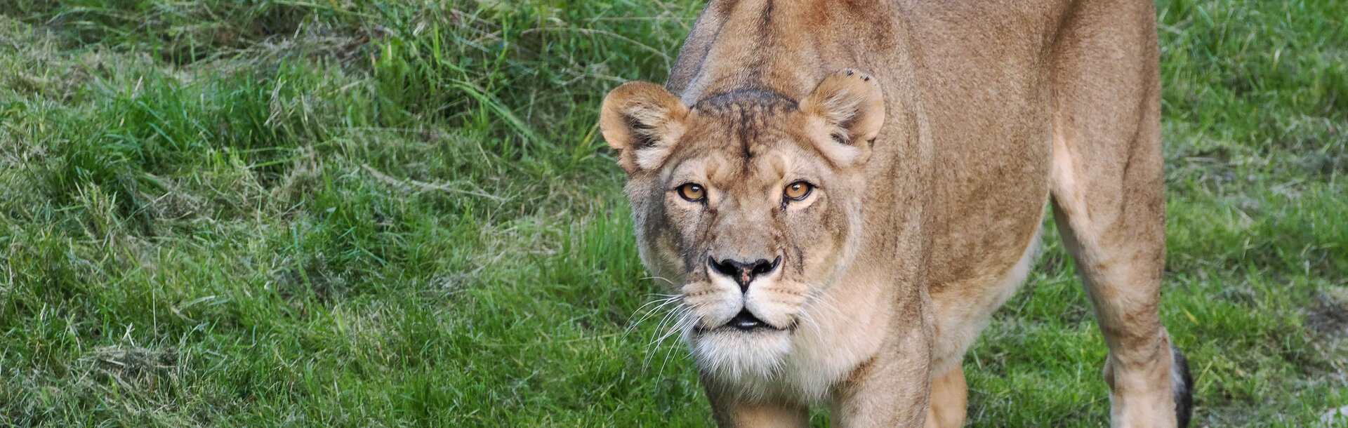 weiblicher afrikanischer Löwe steht auf einer Wiese | © Zoo Salzburg/Angelika Köppl