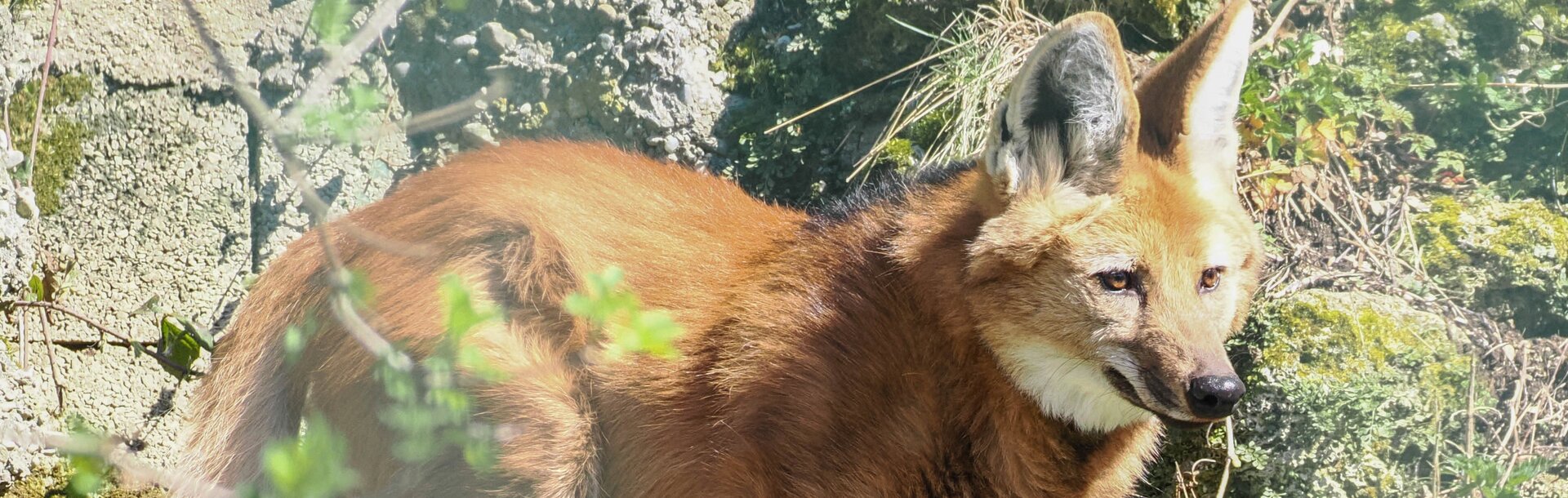 Mähnenwolf seitlich mit Blick auf Anlage | © Zoo Salzburg / Angelika Köppl