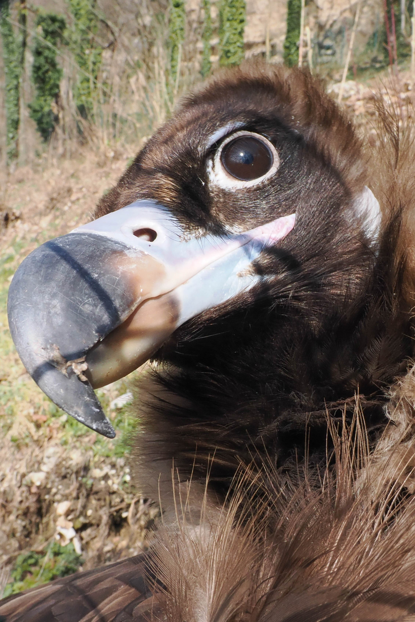 Mönchsgeier Nahaufname vom Gesicht | © Zoo Salzburg/Angelika Köppl