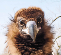 Mönchsgeier frontal im Portrait | © Zoo Salzburg/Angelika Köppl