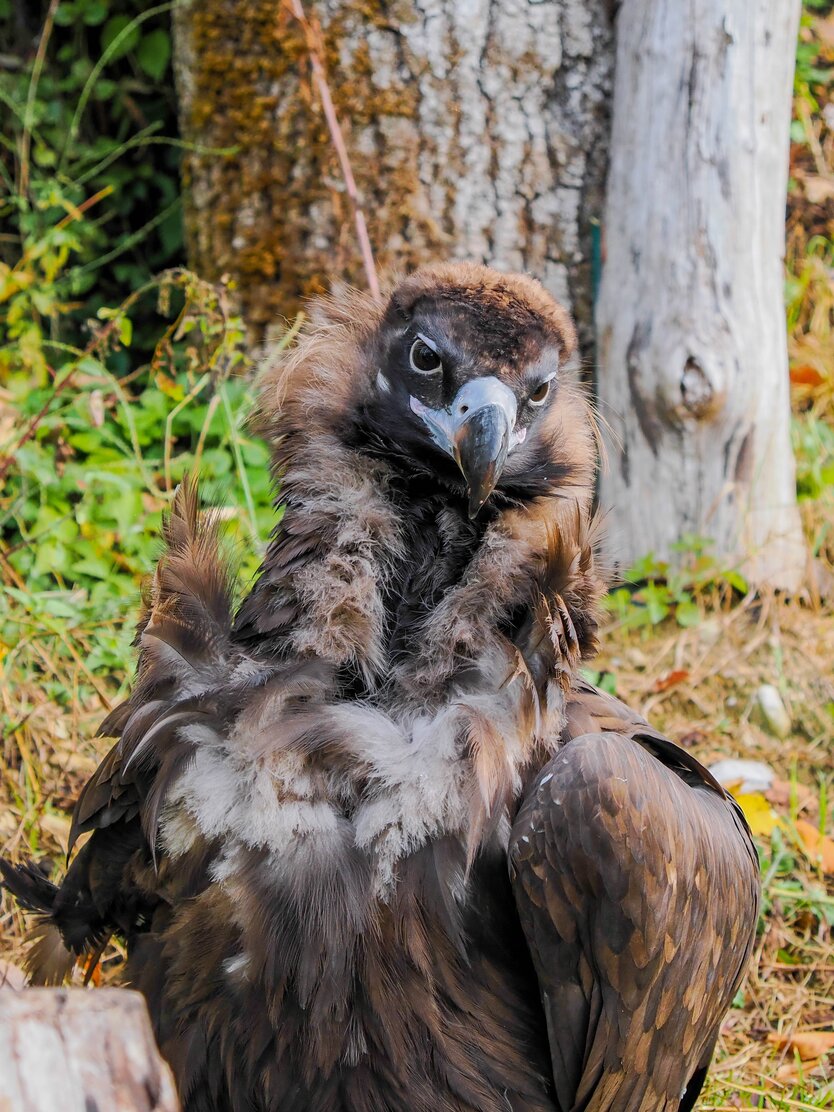 Mönchsgeier frontal im Portrait | © Zoo Salzburg/Angelika Köppl