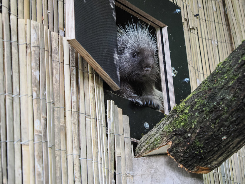 Baumstachler schaut aus seinem Haus heraus | © Zoo Salzburg/Angelika Köppl