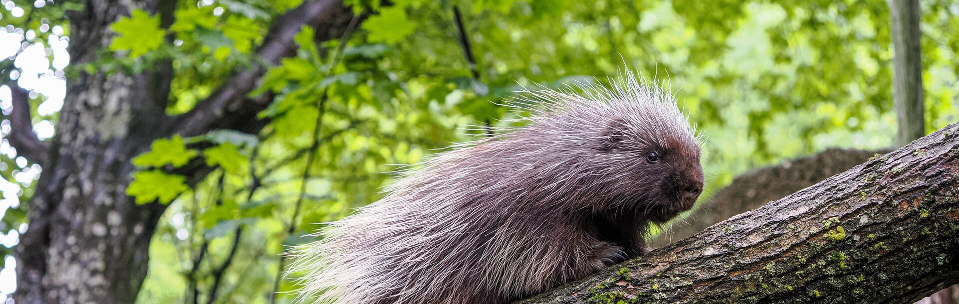 Baumstachler geht über einen Baumstamm | © Zoo Salzburg/Angelika Köppl