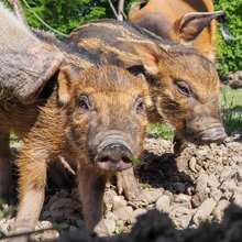 2 junge Pinselohrschweine, eines frontal | © Angelika Köppl