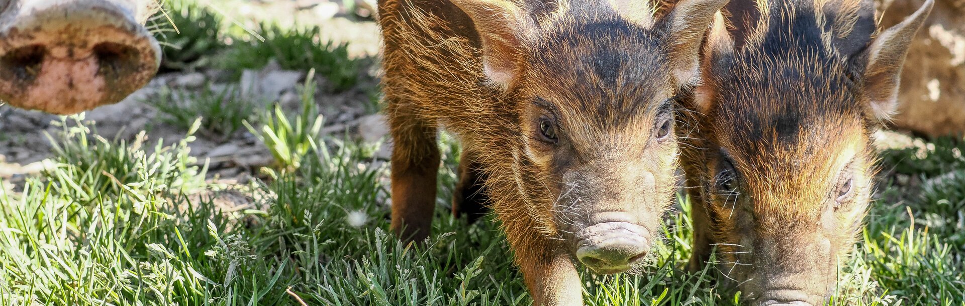 zwei junge Pinselohrschweine | © Angelika Köppl