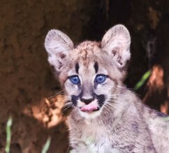 Pumajungtier leckt sich über die Lippen | © Zoo Salzburg/Angelika Köppl