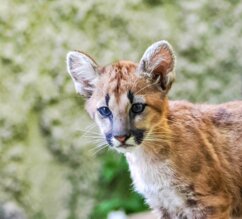 Pumajungtier steht auf einem Baumstamm | © Zoo Salzburg/Angelika Köppl