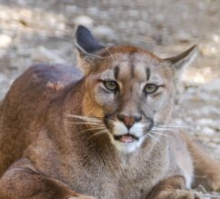 Puma liegt frontal auf dem Boden | © Zoo Salzburg/Angelika Köppl