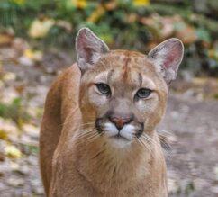 Puma frontal | © Zoo Salzburg/Angelika Köppl