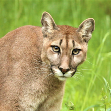 Puma im Portrait | © Zoo Salzburg/Angelika Köppl