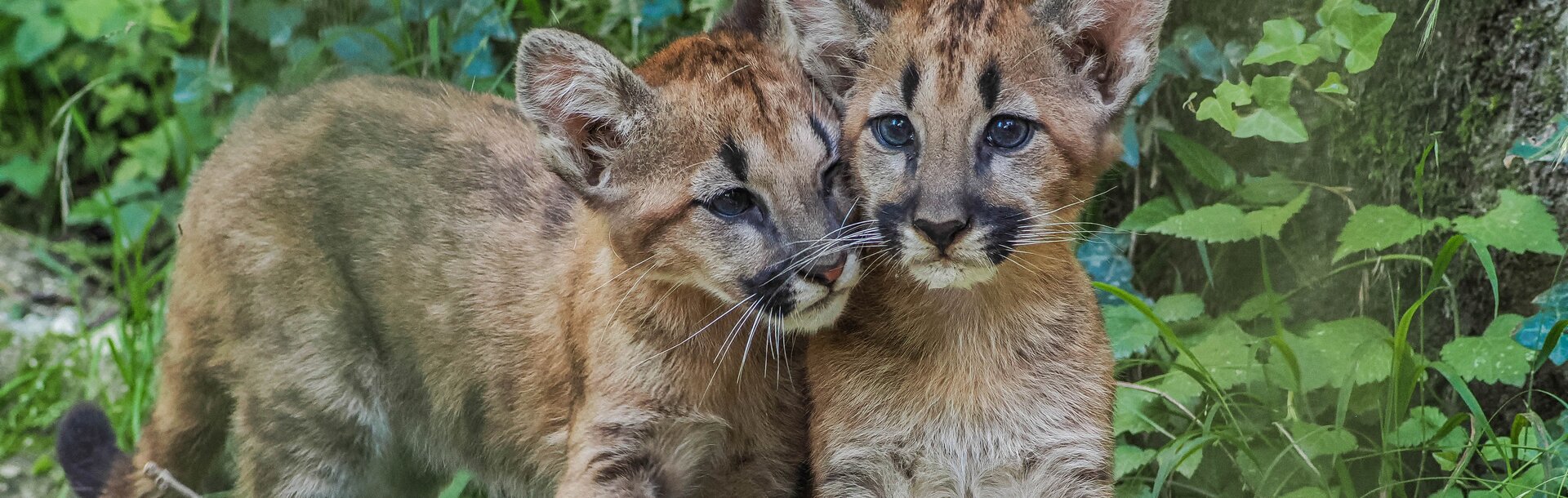 zwei junge Pumas | © Angelika Köppl