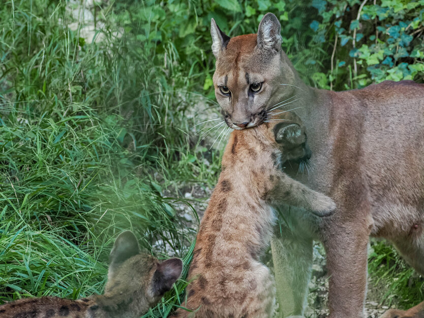 Puma hat Jungtier im Maul und trägt es weg | © Angelika Köppl