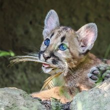 Junger Puma mit Federn im Maul | © Angelika Köppl