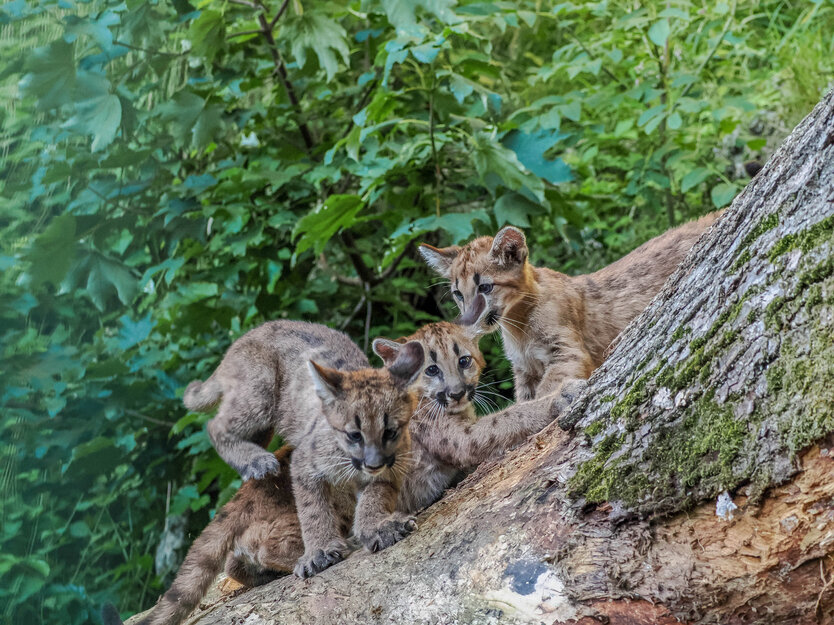 Drei Puma Jungtiere spielend auf einem Baum | © Angelika Köppl