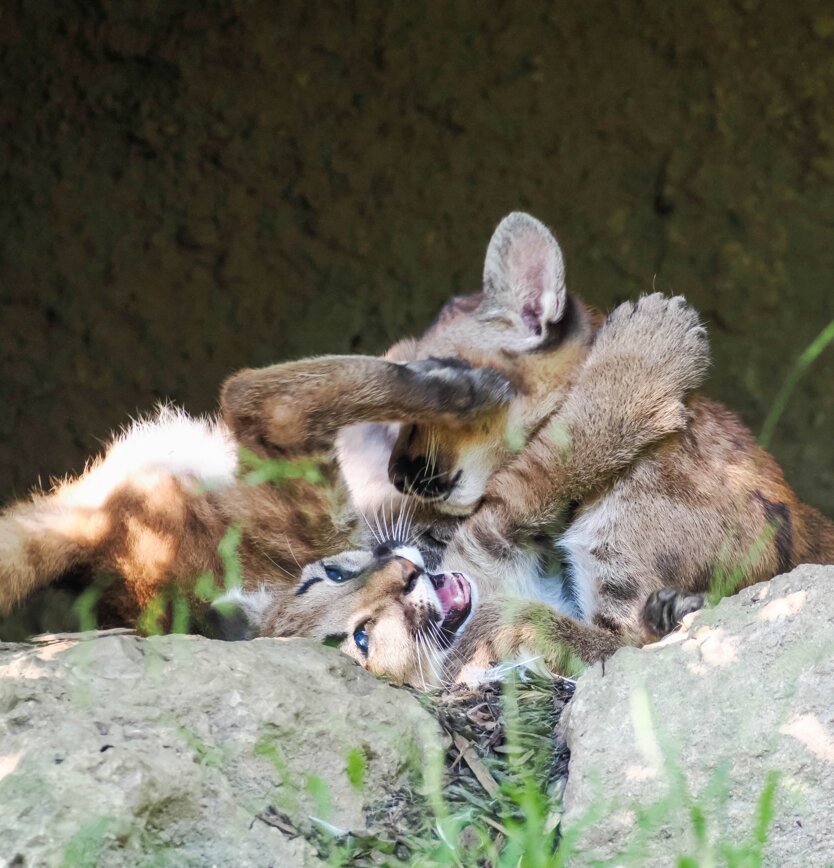 Zwei Puma Jungtiere spielend | © Angelika Köppl