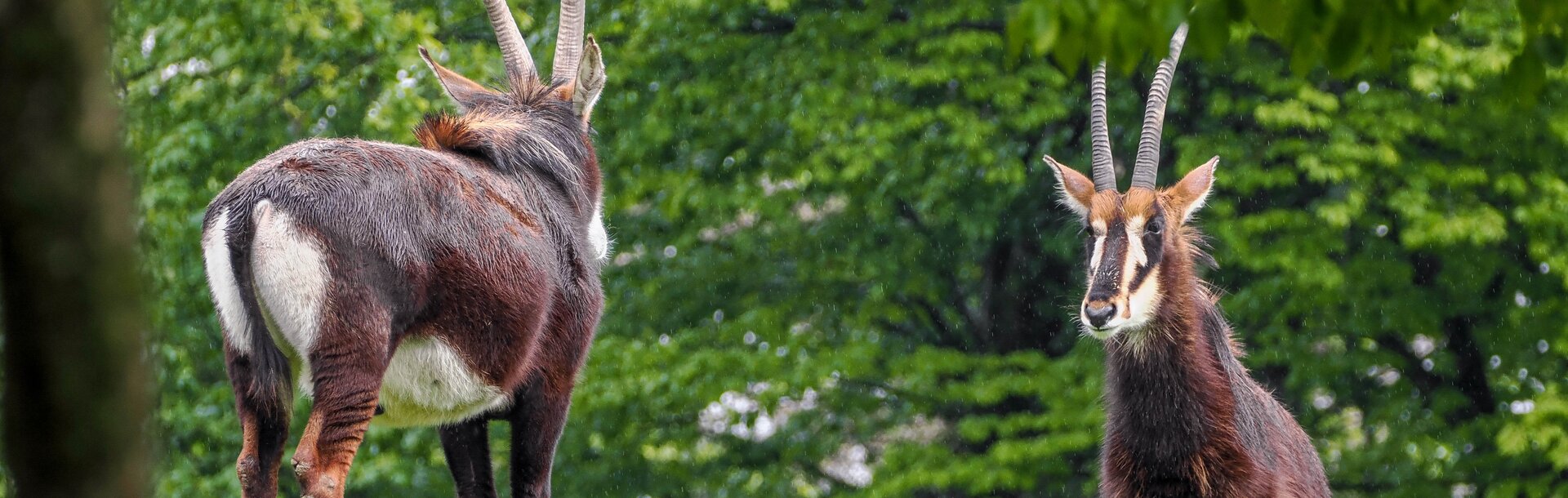 zwei Rappenantilopen stehen im Grünen | © Zoo Salzburg/Angelika Köppl