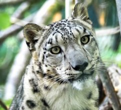 Schneeleopard im Portrait | © Zoo Salzburg/Angelika Köppl