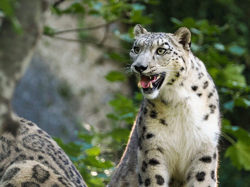 hechelnder Schneeleopard | © Zoo Salzburg/Angelika Köppl