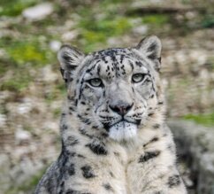 Schneeleopard liegt auf Felsen | © Zoo Salzburg/Angelika Köppl