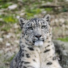 Schneeleopard liegt auf Felsen | © Zoo Salzburg/Angelika Köppl