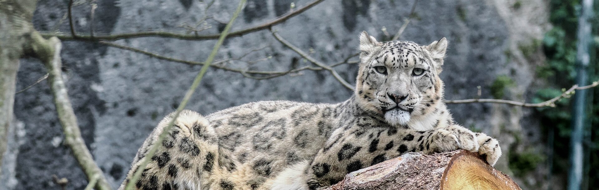 Schneeleopard liegt auf Baumstamm | © Zoo Salzburg/Angelika Köppl