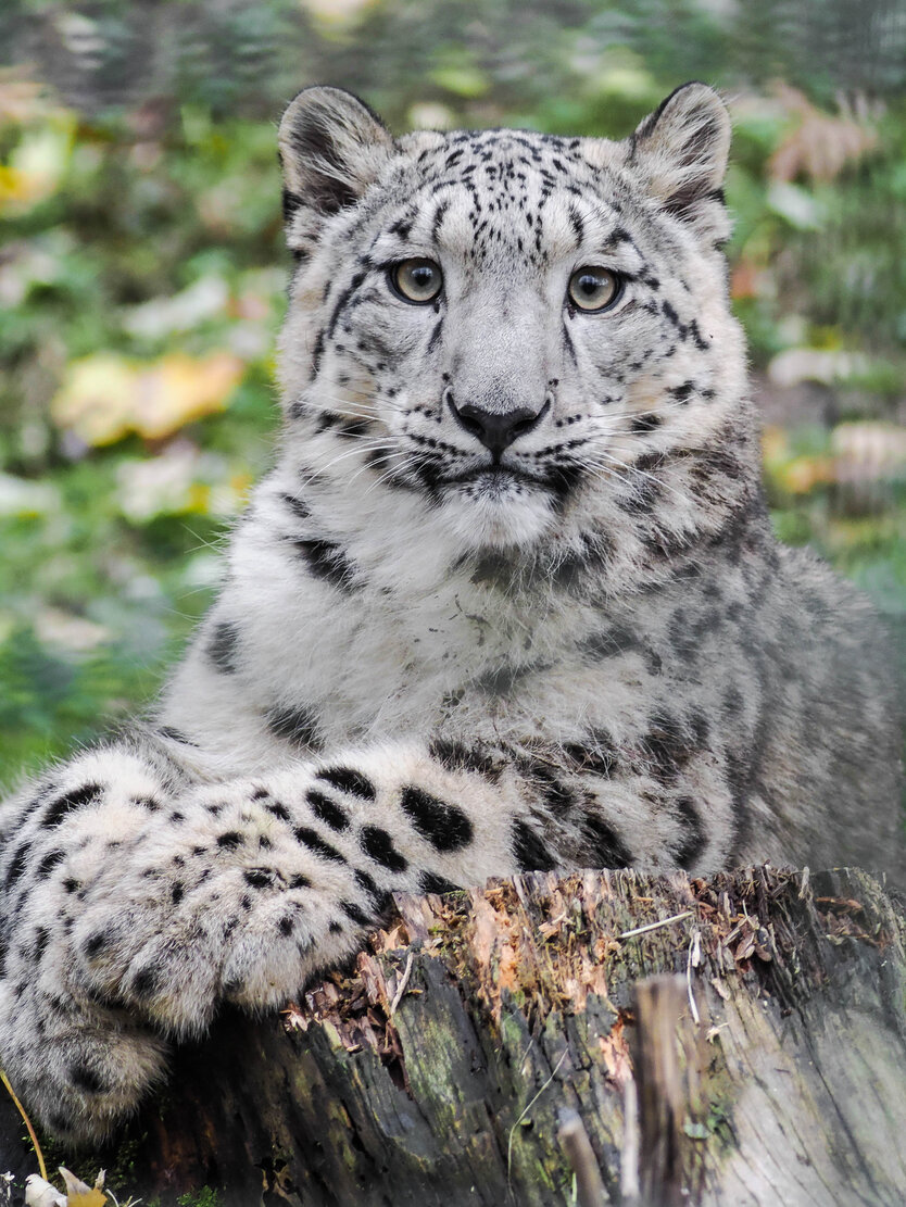 Schneeleopard Jungtier im Portrait auf einem Baumstumpf liegend | © Zoo Salzburg/Angelika Köppl