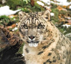 Schneeleopard sitzt auf Wiese mit wenig Schnee | © Zoo Salzburg/Angelika Köppl