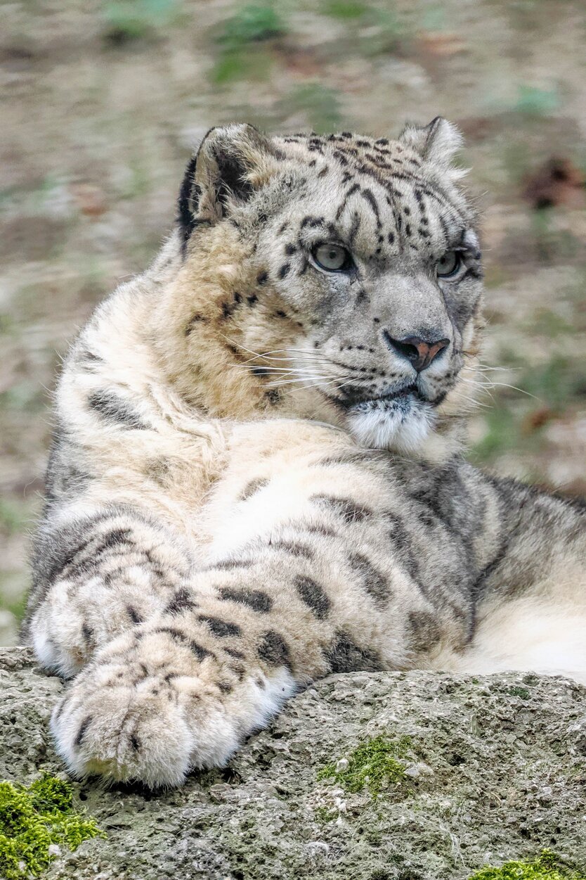 Schneeleopard liegt auf einem Felsen | © Zoo Salzburg/Angelika Köppl